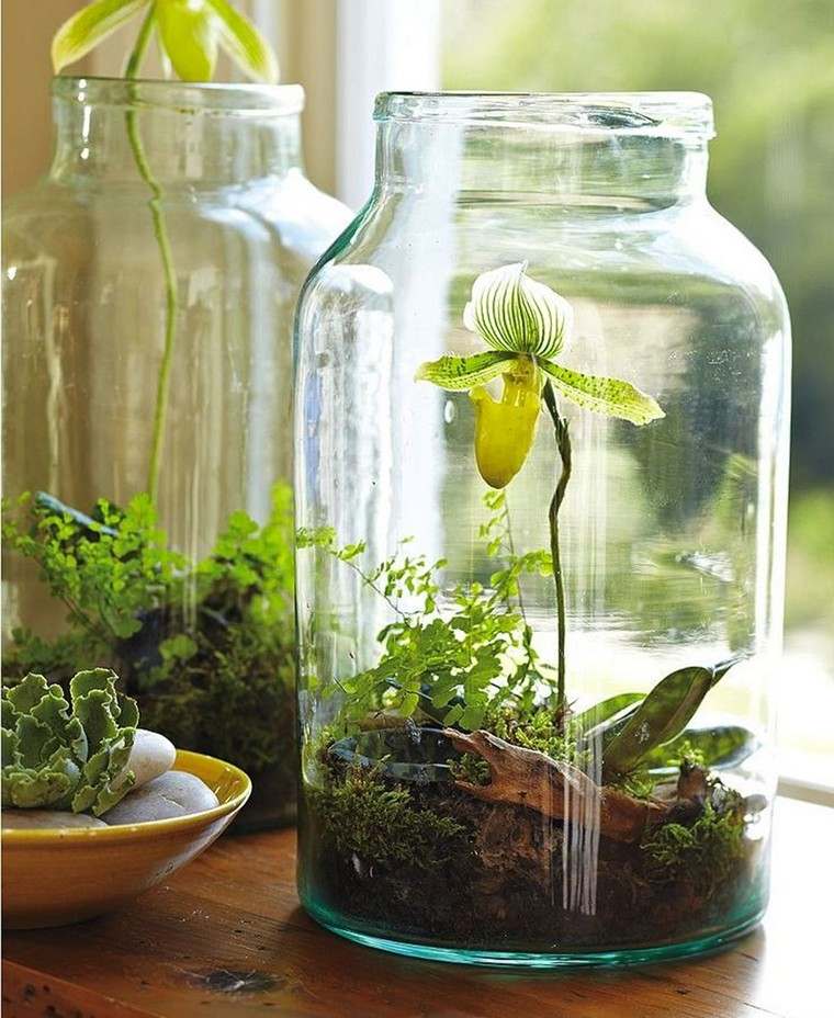 verre plante appartement intérieur idée déco plante appart