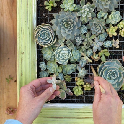 mur-vegetal-exterieur-a-faire-soi-meme-diy-deco-plante-grasse-succulents-jardin-vertical