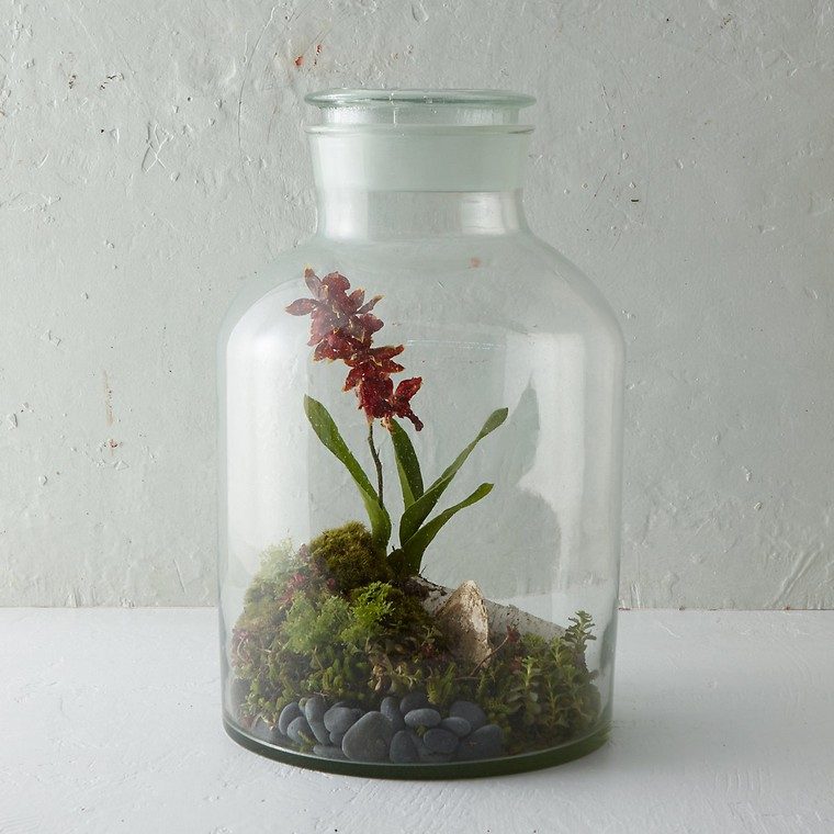 terrarium idée plante verte cultiver intérieur récipient verre