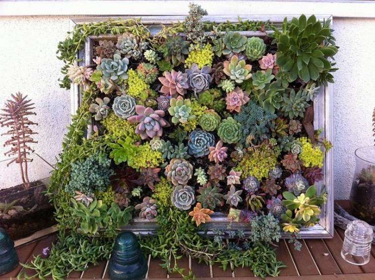 tableau végétal plante grimpante mur