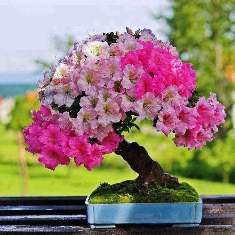 hibiscus-bonsai-rose-clair-image