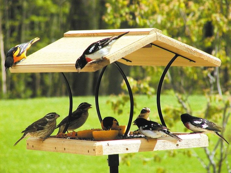 Maison à oiseaux à faire soi-même jardin bois