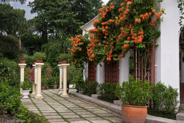 plante-jardin-exterieur-hibiscus-rouge-facade