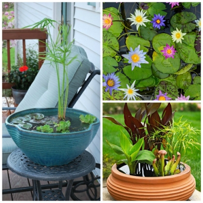 faire un bassin aquatique idees-plantes-deco-exterieure