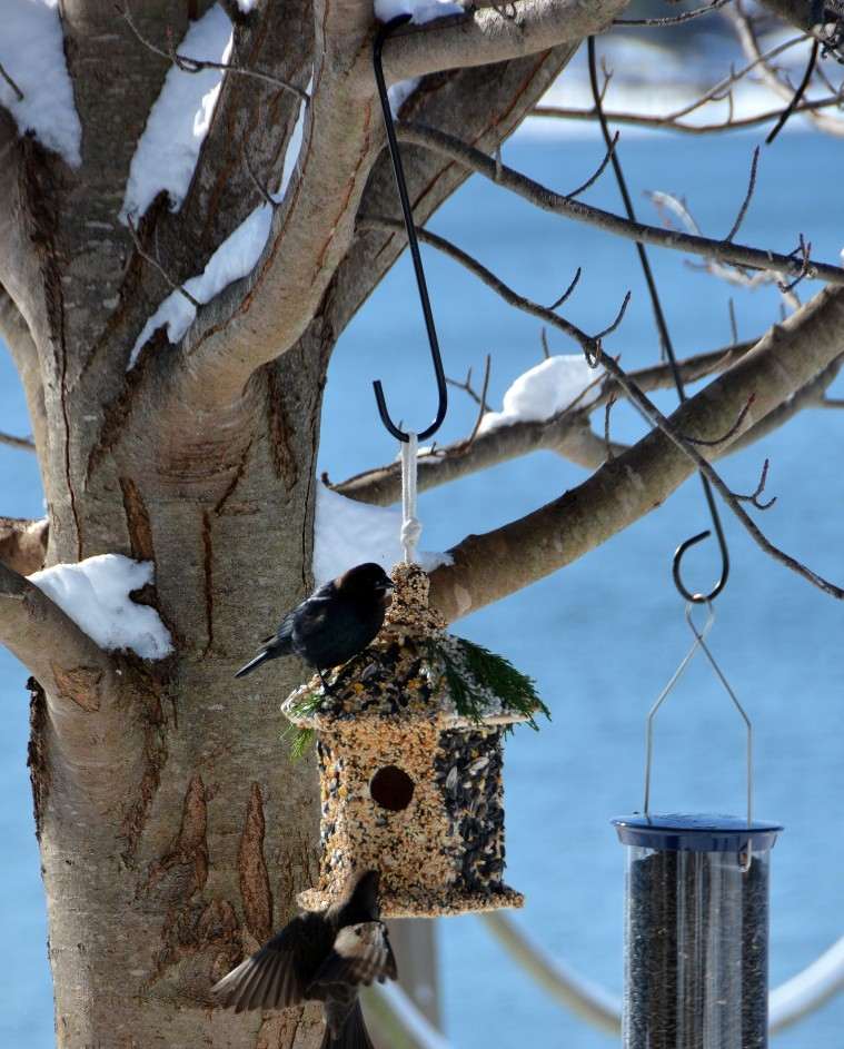oiseaux jardin maison diy nichoir mangeoire