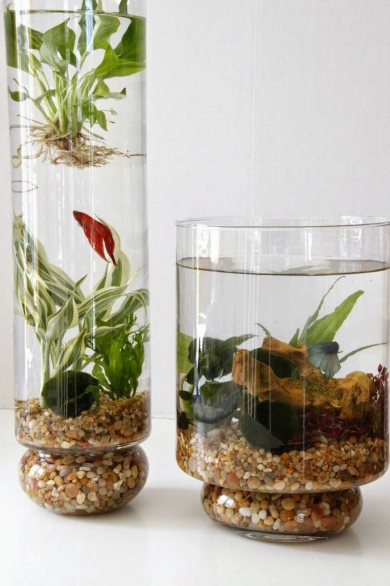 plante-aquatique-bassin-poisson-rouge