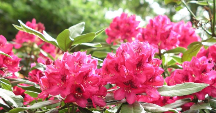 plantes-japonaises-jardin-zen-rhododendron