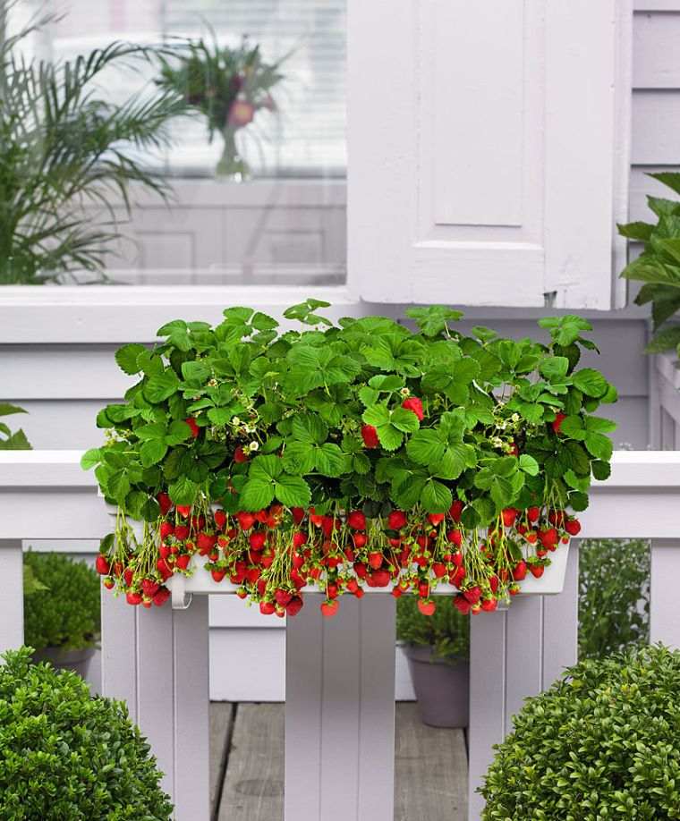 je-jardine-avec-la-lune-fraisier-jardiniere-exterieur-terrasse