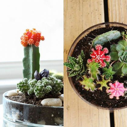 comment faire un jardin de cactus succulents-tutoriel-diy-decoration