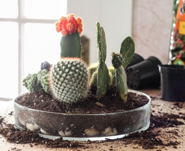 faire-un-petit-jardin-interieur-cactus-plante-succulente-tutoriel