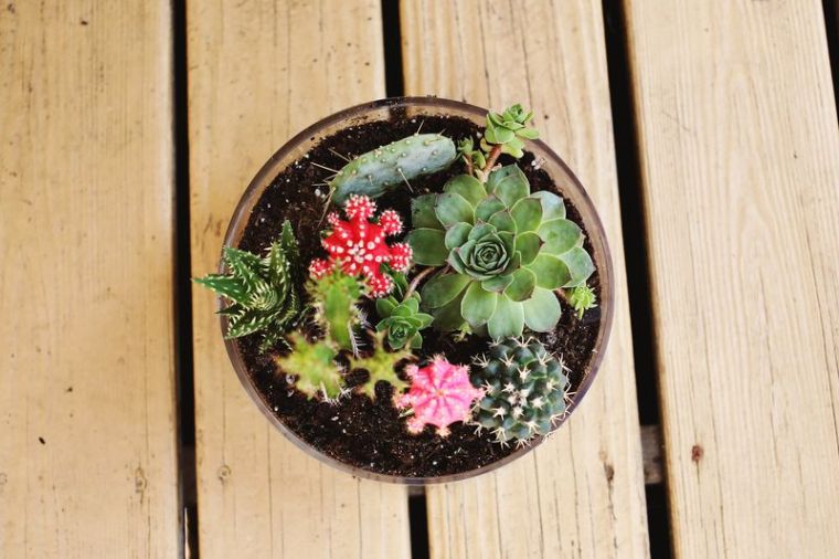 petit-jardin-cactus-succulents-interieur-idee