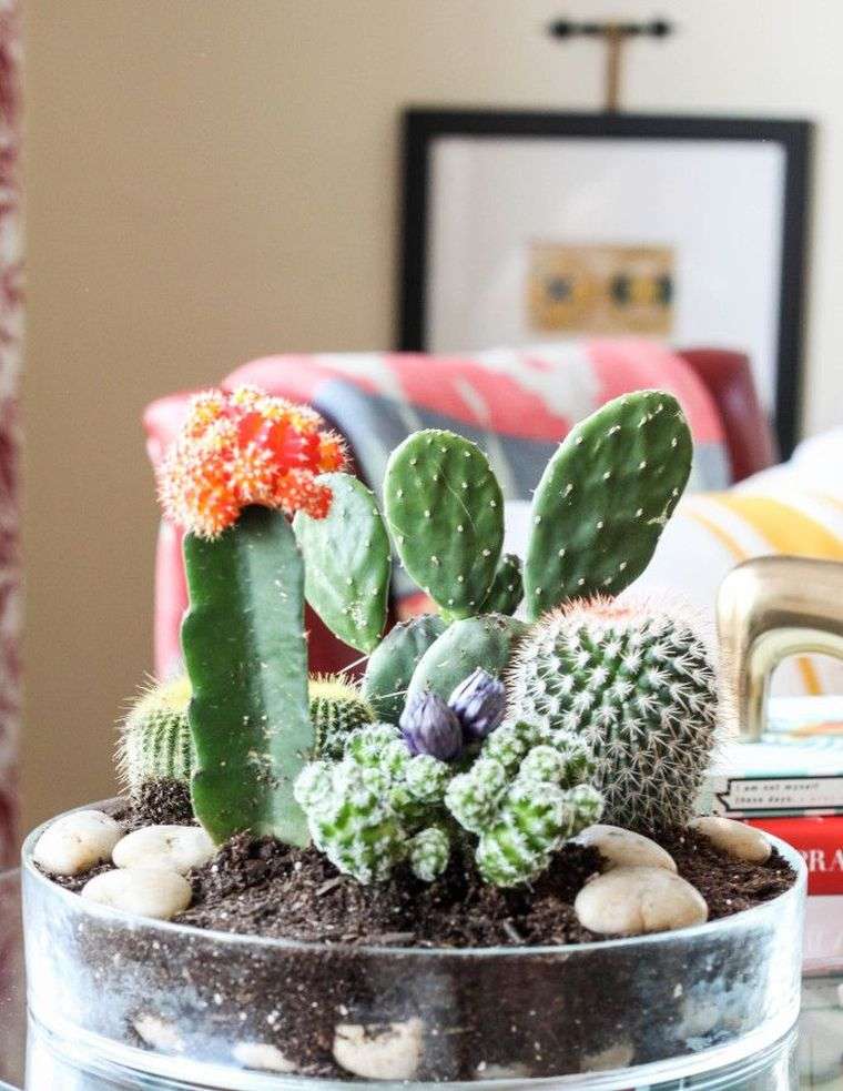 petit-jardin-interieur-cactus-plante-succulente-idee-cadeau-pas-cher
