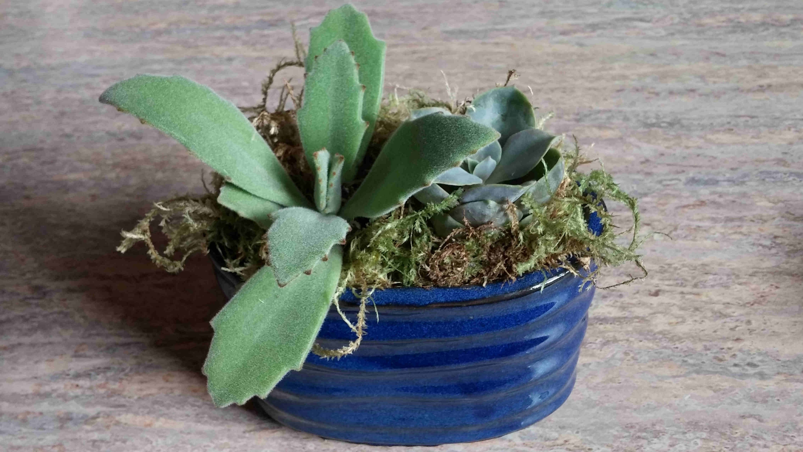 appart-interieur-conseil-plante-grasse