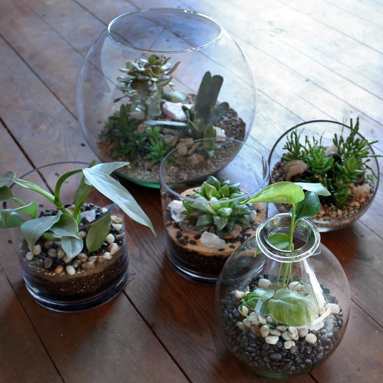 plante-succulente-terrarium-idee-pot