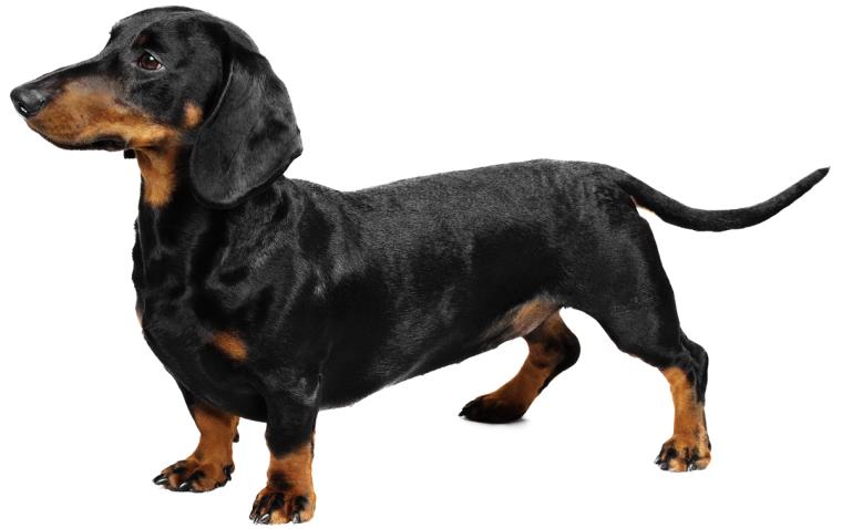dachshund-race-animal-soins