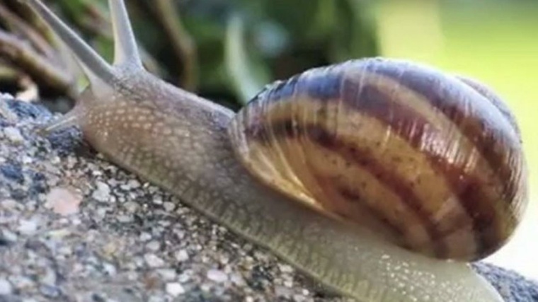 escargot heliciculture-reglementation-stricte-cueillette