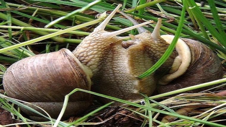 escargot reproduction-deux-escargots-qui-saiment