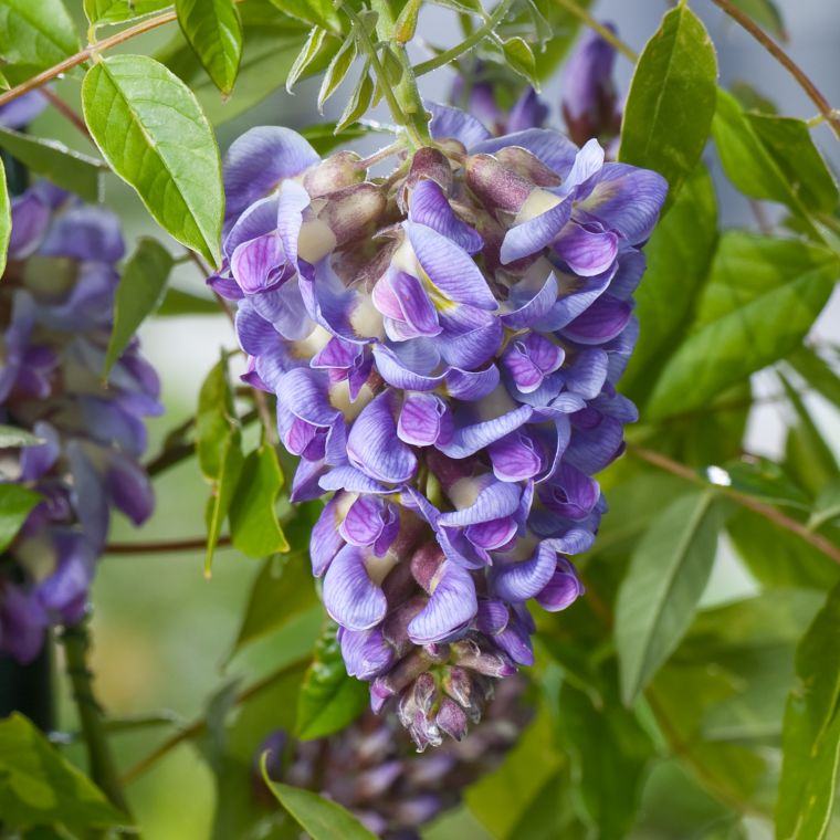 glcyine-wisteria-frutescens-couleur-bleu-vif-decoration-exterieur