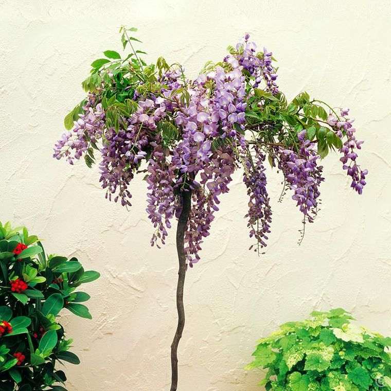 glycine-siniensis-wisteria-plante-en-pot-decoration-exterieur