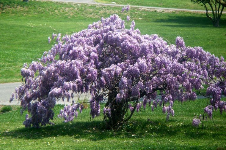 les glycines deco-jardin-plantes-grimpantes-entretien-idee