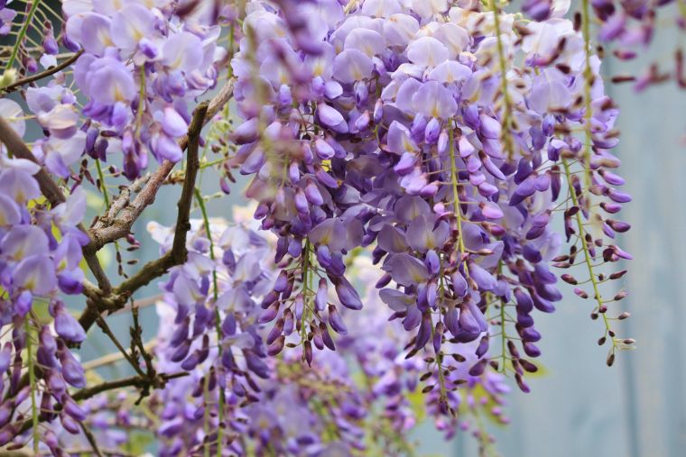 les glycines entretien-jardin-deco-taille-support-idee-wisteria