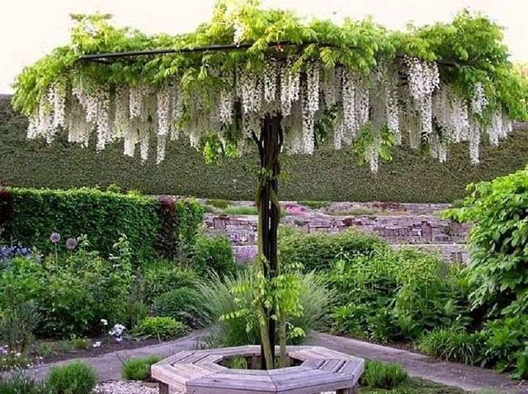 les glycines parasol-deco-jardin-exterieur-photo