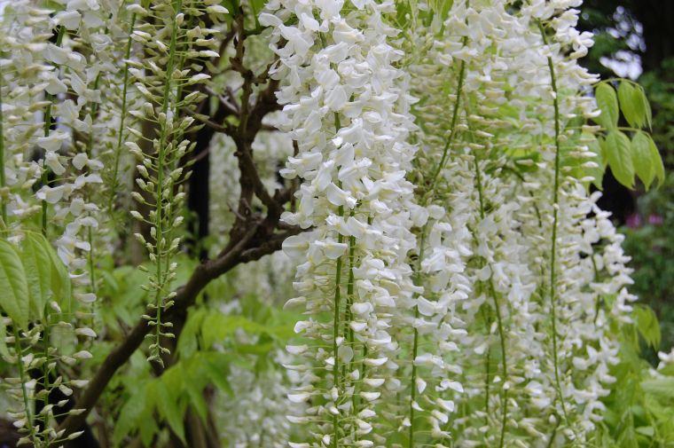 les glycines taille-entretien-support-wisteria-blanche-exterieur