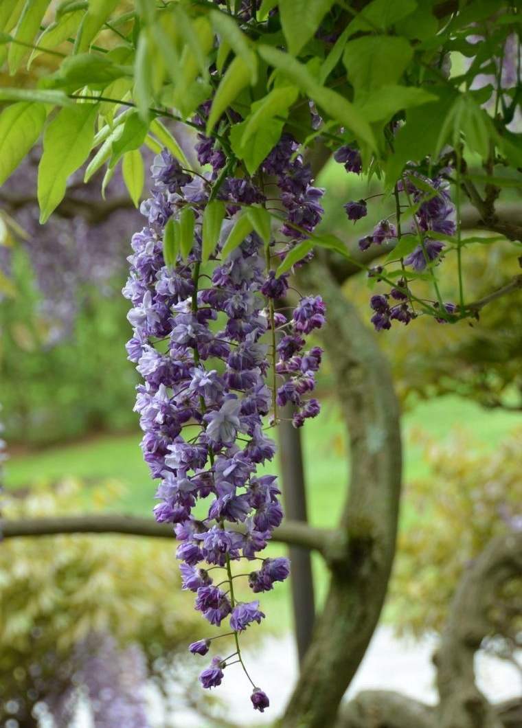 une-glycine-bleue-wisteria-floribunda-taille-entretien-deco-jardin