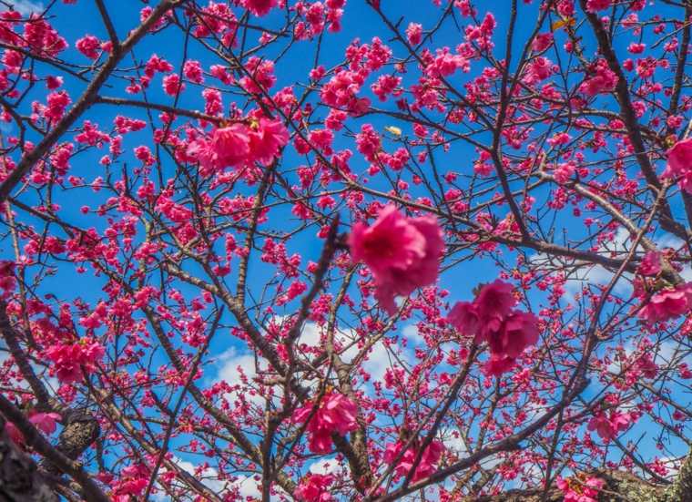 floraison-cerisiers-okinawa-japon-nakijin-sakura