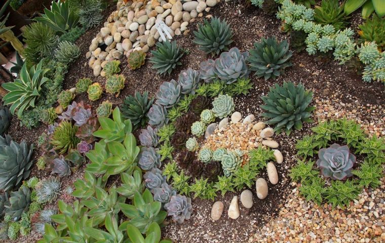 gravier-jardin-plantes-succulentes-cactees-idee-amenagement-paysager