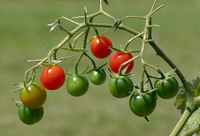 salade de haricots rouges tomates cerises végétalienne recette vegan