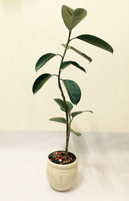 ficus-plante-interieur-depolluant