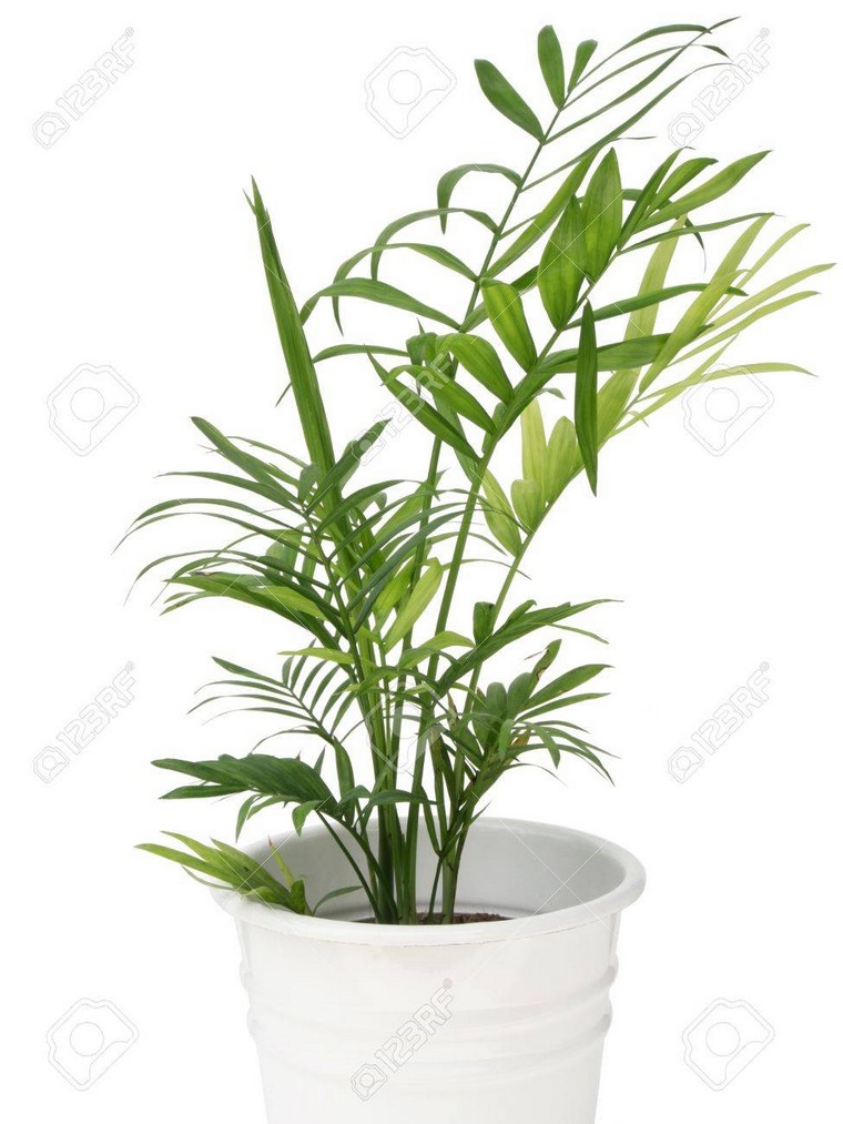 palmier-plantes-depolluantes-interieur