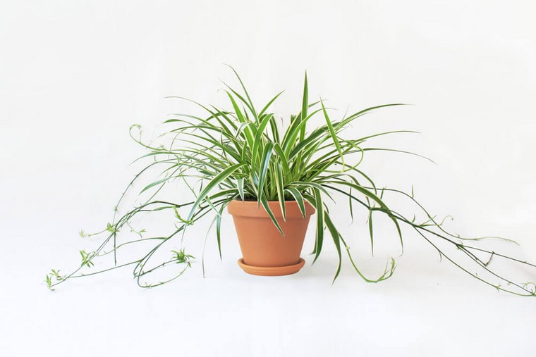 plante-araignee-interieur-depolluant