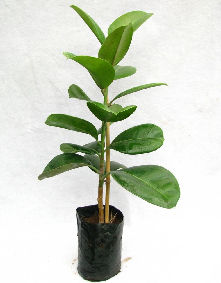 plantes-depolluantes-interieur-idees