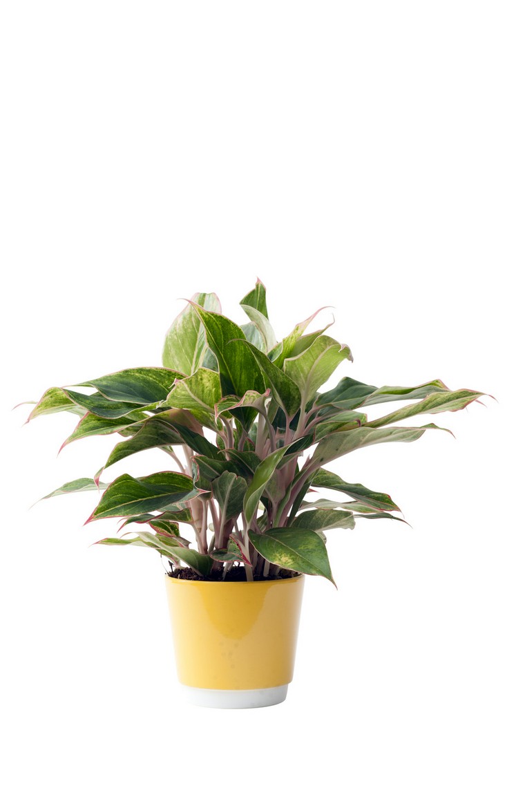 plantes-depolluantes-interieur