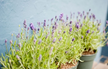 bienfaits-lavande-jardin-pot-de-fleur