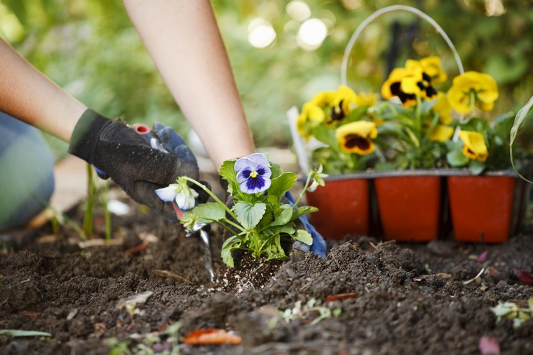 fleurs-jardinage-debutant