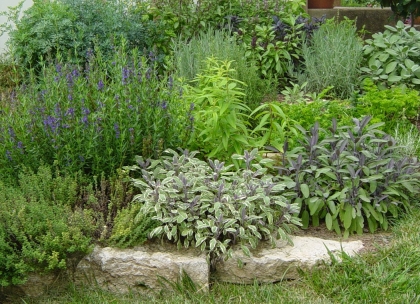 herbes médicinales dans-le-ardin