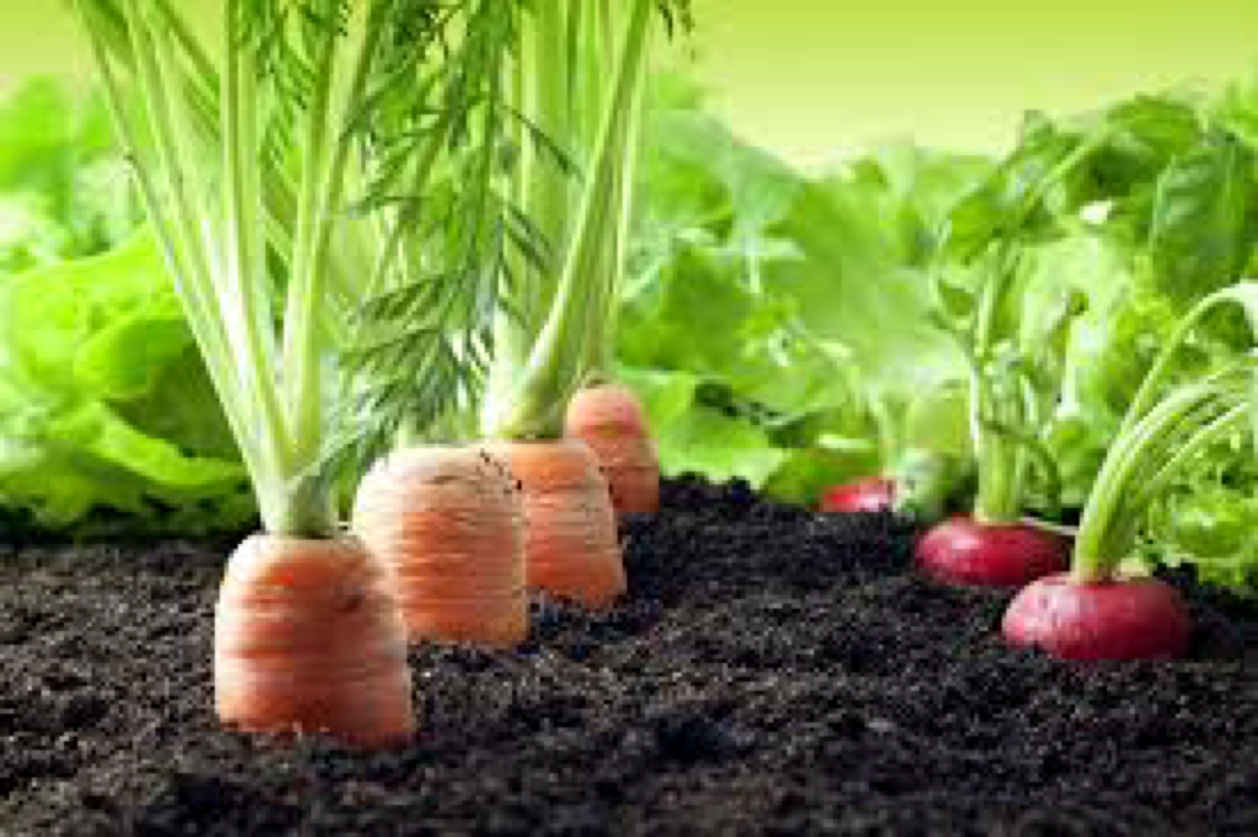 legumes faciles cultiver carottes-et-radis