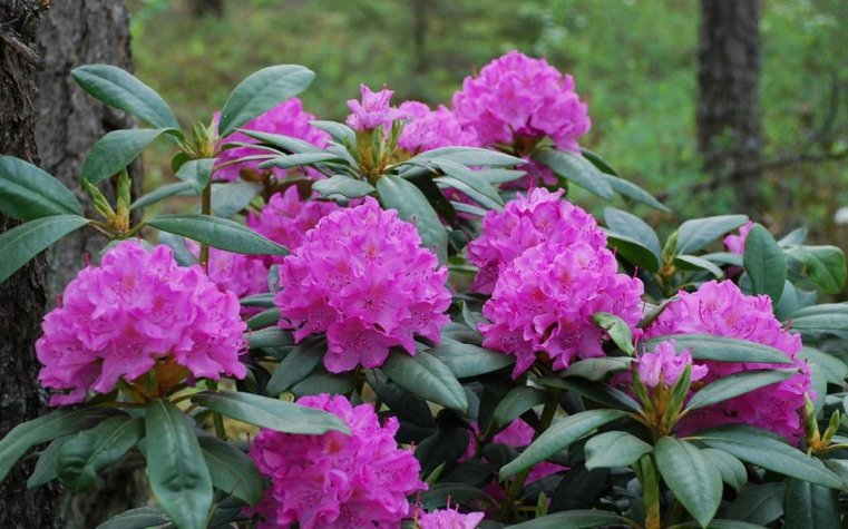 plante-du-jardin-rhododendron-lila