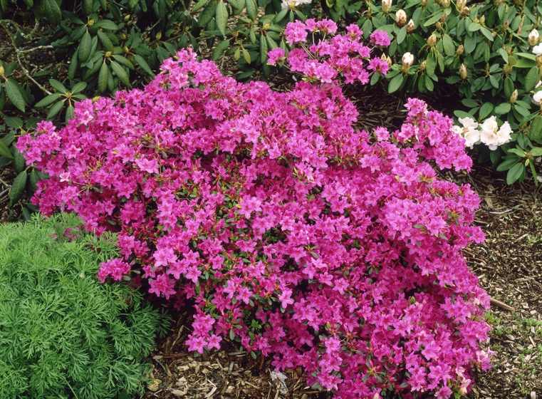 plantes à feuillage persistant azalee-rose