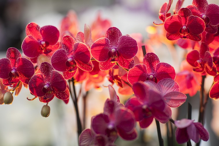 comment-faire-refleurir-une-orchidee