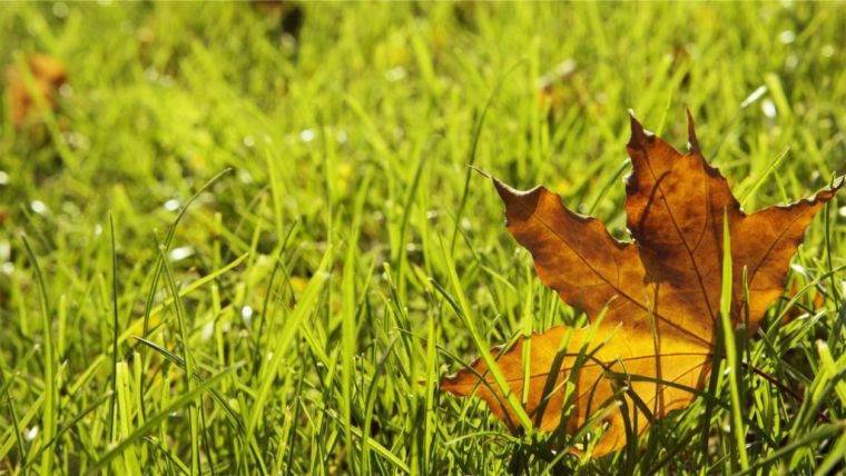 entretien-gazon-soin-pelouse-automne-calendrier