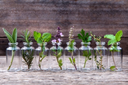 jardiner-malin-herbes-fraiches-pas-cher-tiges-eau-repousses