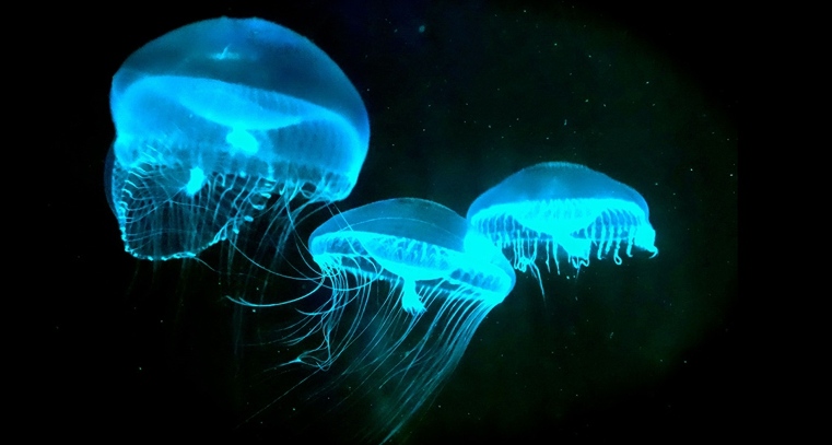 meduses-bleues-dans-eau