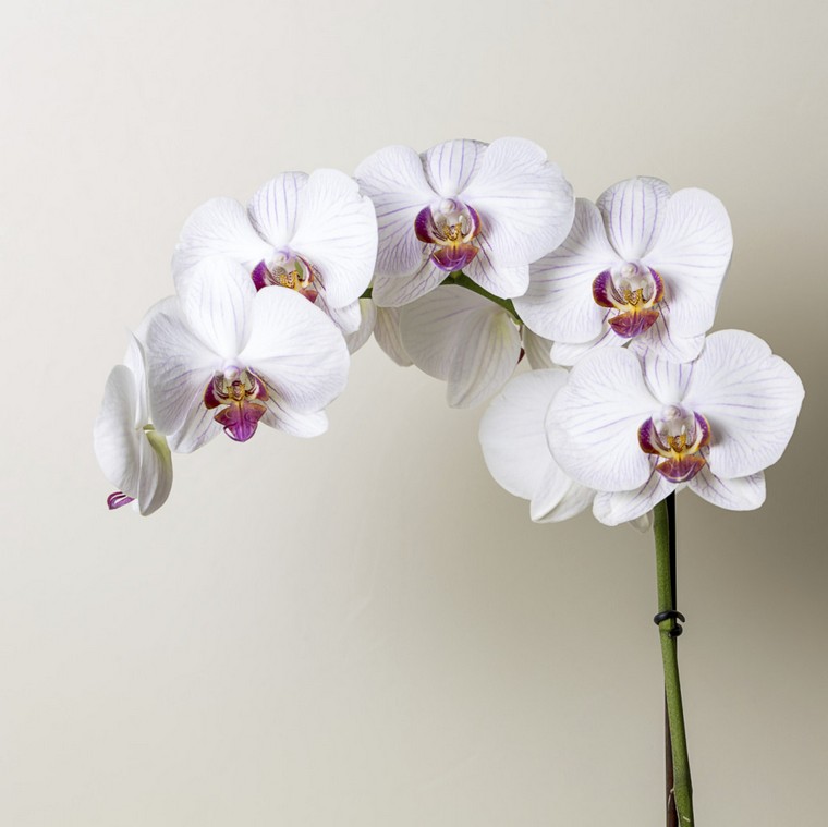 orchidee-blanche-faire-refleurir-une-orchidee