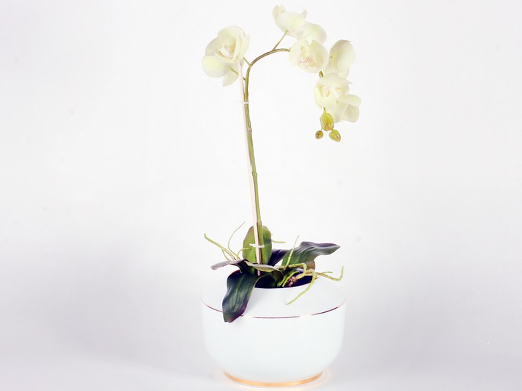 orchidee-blanche-pot-fleur