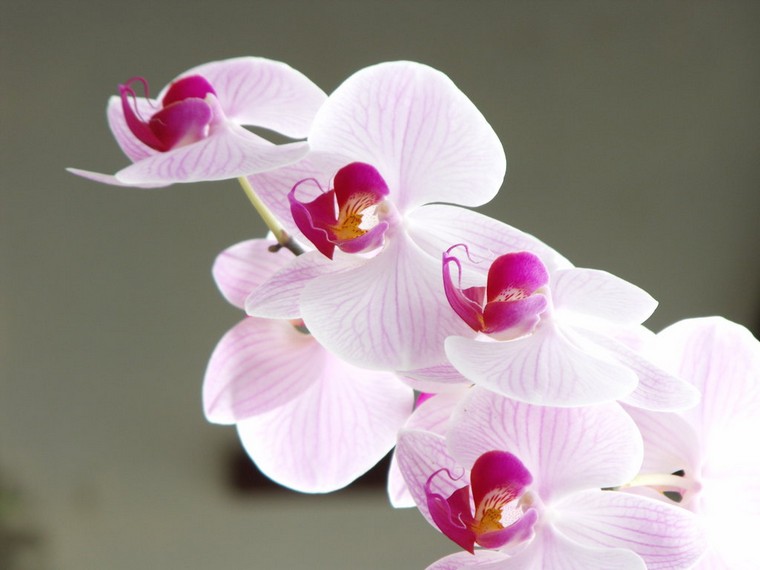 orchidee-blanche-refleurir-orchidee-interieur-plante