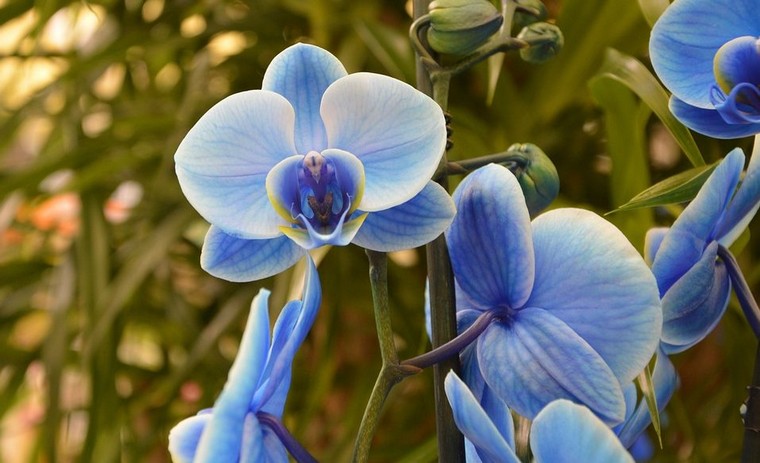 orchidee-bleue-faire-refleurir-une-orchidee